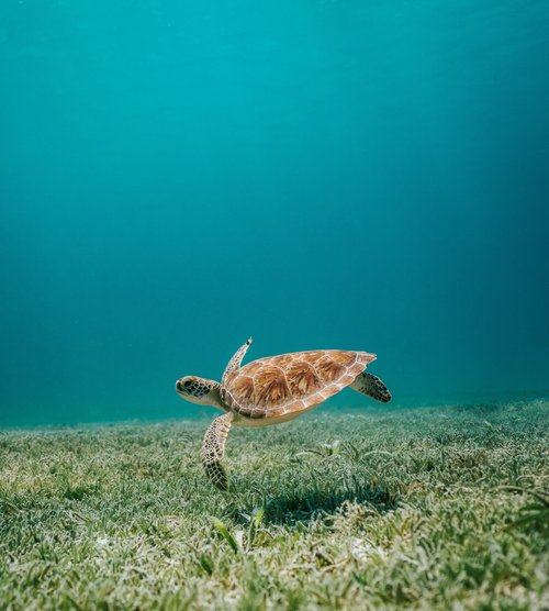 turtle